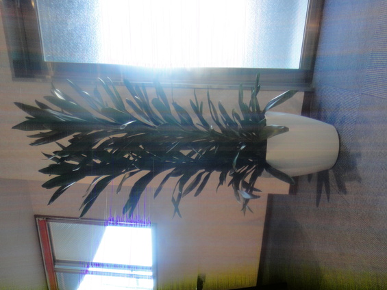 癒しのグリーン