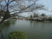 「お花見ツアー」に行ってきました！